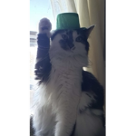 cat are life