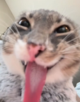 Bazingaroo