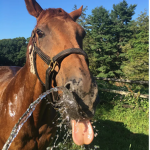 Sunshine Saddlery