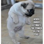 Puppys + Dog Lovers