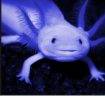 Axlotle squad