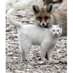 ArcticBesties