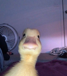 Hopes Ducks
