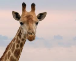 •~•Lazy Giraffes •~•