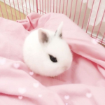 appwle