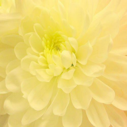 Pastel Yellow Flowers 2 Roblox decal