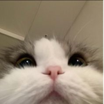 satisy