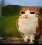 meowl fan club Group Thumbnail