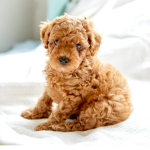 The Poodle Group