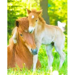 Horse Lake Stable