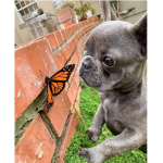 FRENCHIES!!!!