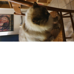 Le piante