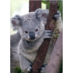 SAVE ALL THE KOALAS