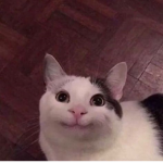 Cat okg yes yes