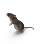 Big rat group
