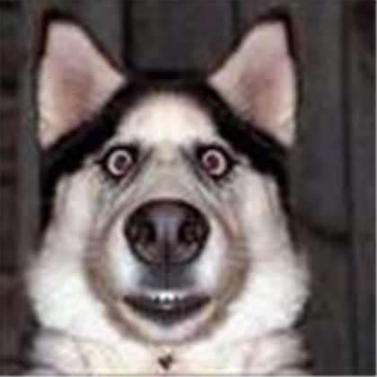 Funny Dog pic Roblox decal