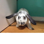 The Hamilton Bunny Fan Group (Aka Hammy :))