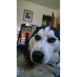 dog