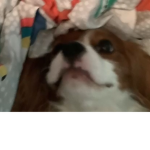 my dog named benny's fans ( friends only)