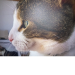 Cat Catastrophes