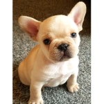 #Frenchie Squad