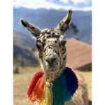 Super llamas >:)