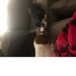 Wiener dog’s