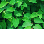 Grass leafs