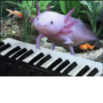 axolotls :]