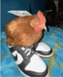 The Chicken FIock