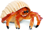 Hermit crab group yuh