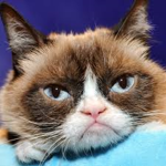 grumpy cat city