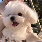 [ 도도 ]