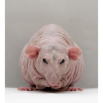 The Rat House (better then the hype house ofc)