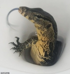 The E-lizards