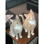 olivia and anna