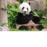 Panda Pals Official