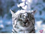 #Team Cats
