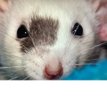 Mouses only