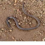 EARTH WORM TEAM