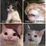 The tigers *we are not furrys*