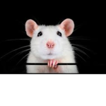 Rouge Rats