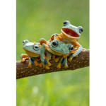 Froggie Squad🐸🐸