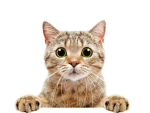 Cat Clan! :D