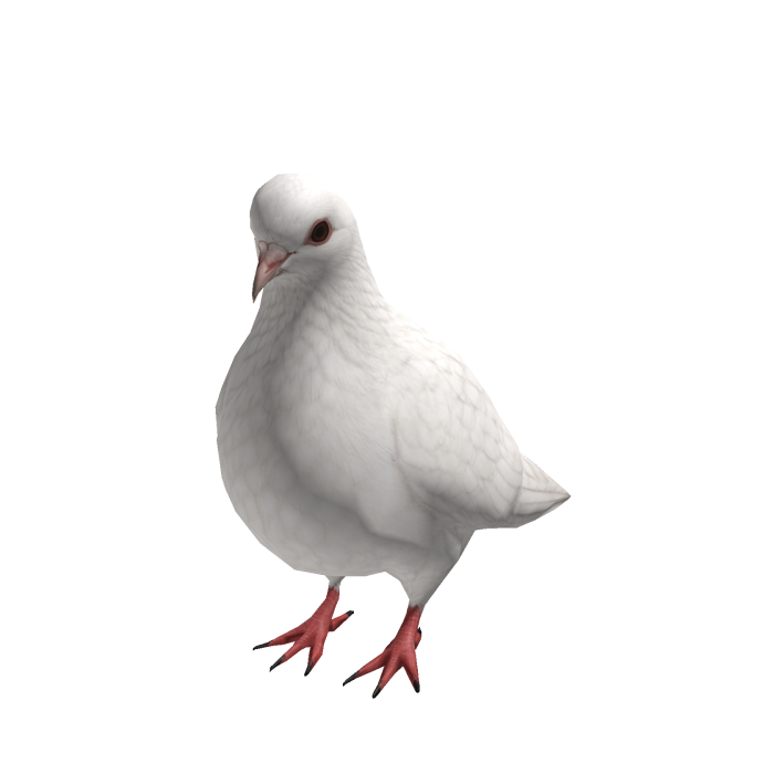 White Pigeon Suit
