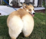 Dog is him.