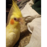 Squad of birds