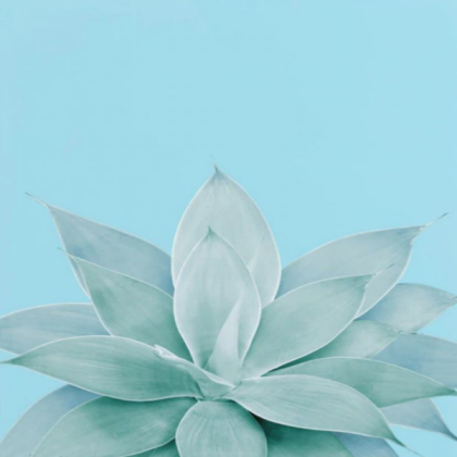 light blue agave Roblox decal
