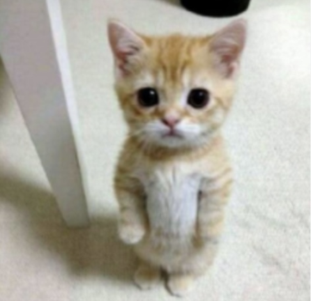 Play this game if ur bored screenshot 2