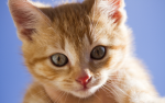 Los gatitos y porristas